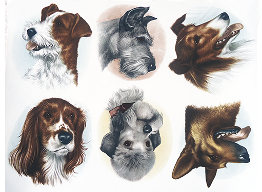Dog Portrait Overglaze Ceramic Decals