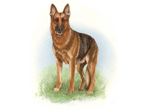 Dog German Shepherd Ceramic Decals 5454