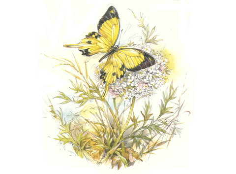 Butterfly Butterflies Hydrangea Flowers Ceramic Decals 30730 F