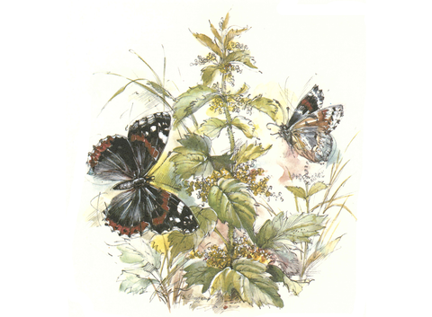 Butterflies Butterfly Plants Ceramic Decals 30730 C