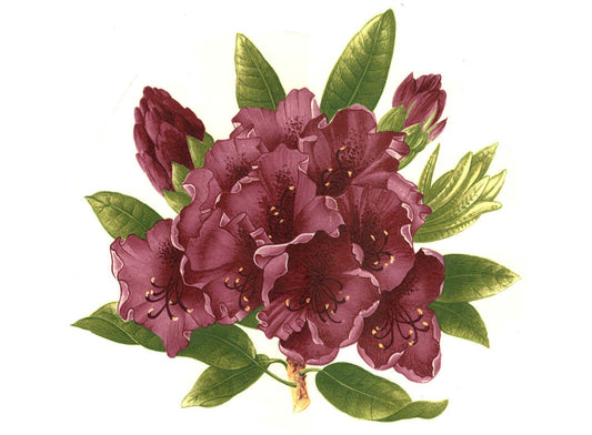 Maroon Rhododendron Overglaze Ceramic Decals