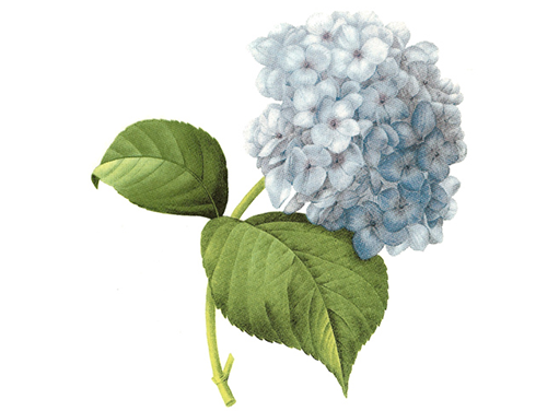 Blue Hydrangea Flowers Overglaze Waterslide Ceramic Decals