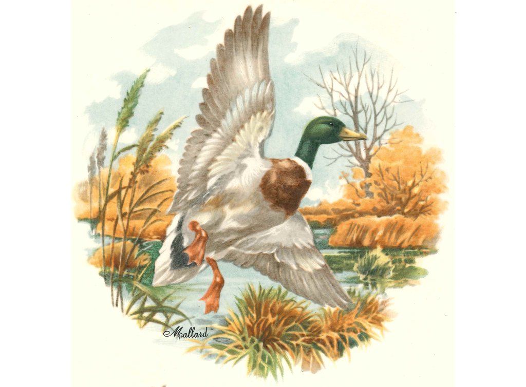 Mallard Duck in Flight Ceramic Decals 5690