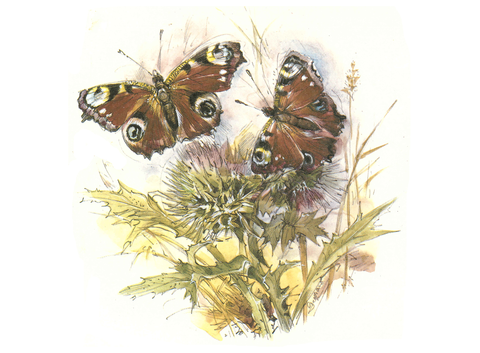 Butterfly Butterflies Ceramic Decals 30730 B